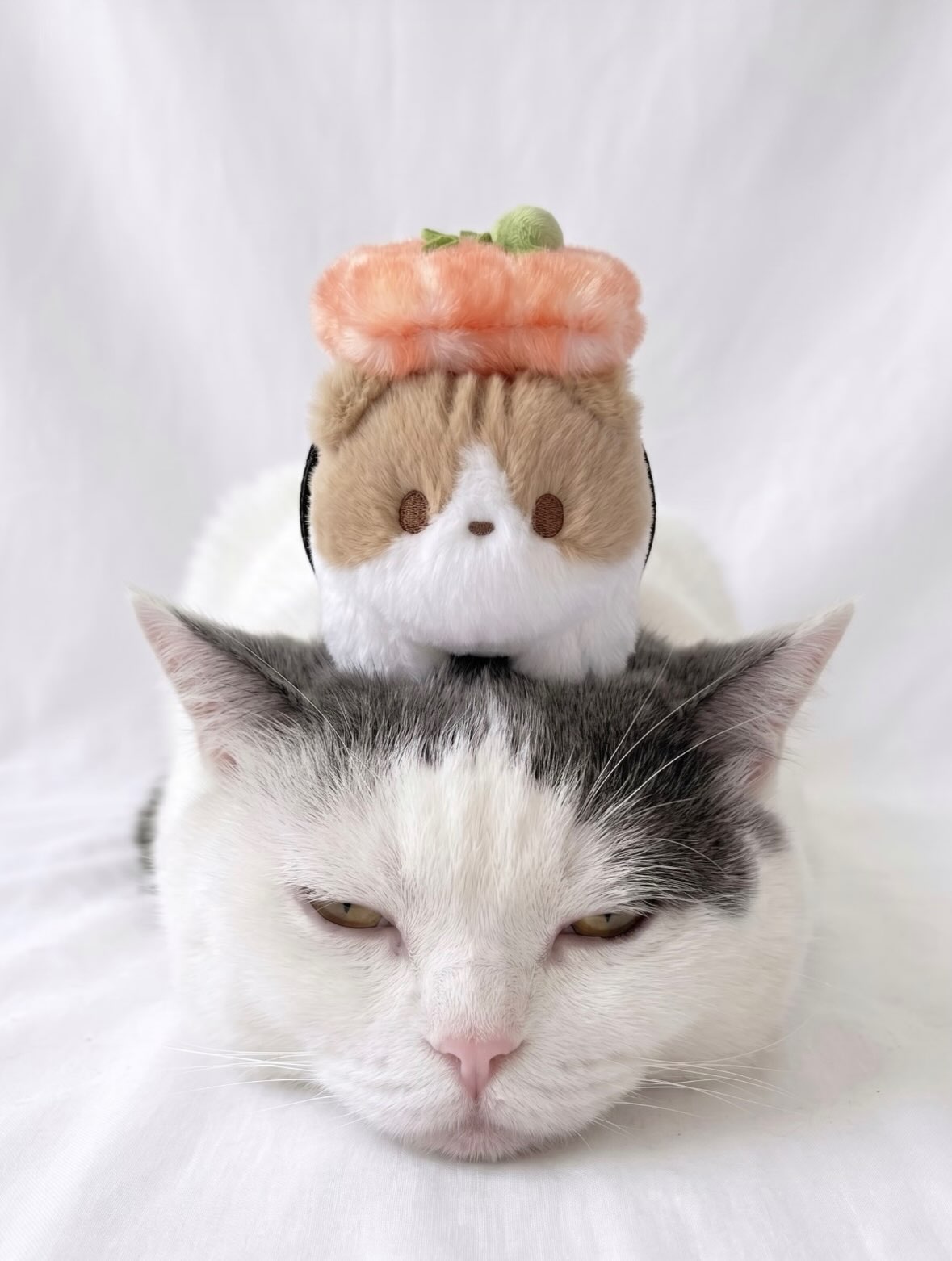 Sushi Cat Omakase Gift Box